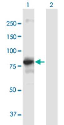Western Blot: DGK-alpha Antibody [H00001606-B01P]