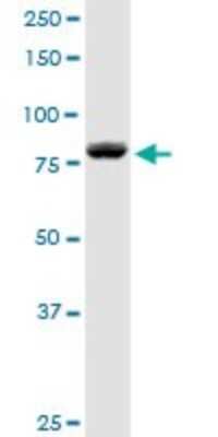 Western Blot: DGK-alpha Antibody [H00001606-D01P]