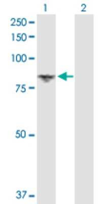 Western Blot: DGK-alpha Antibody [H00001606-D01P]