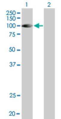 Western Blot: DGK-gamma Antibody [H00001608-B01P]