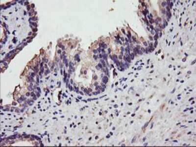 Immunohistochemistry-Paraffin: DGK-alpha Antibody (OTI4A11) [NBP2-01597]