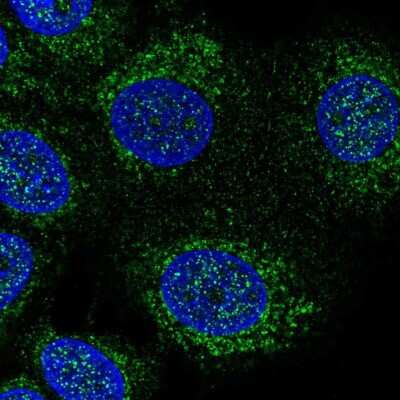 Immunocytochemistry/ Immunofluorescence: DHODH Antibody [NBP1-86110]