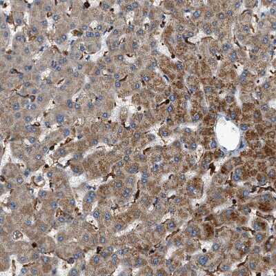 Immunohistochemistry-Paraffin: DHODH Antibody [NBP1-86110]