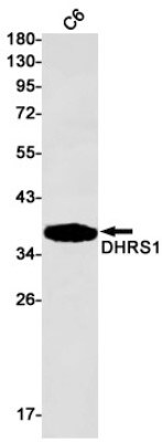 Western Blot: DHRS1 Antibody (S01-9E4) [NBP3-19620]