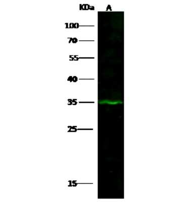 Western Blot: DHRS9 Antibody [NBP2-97017]