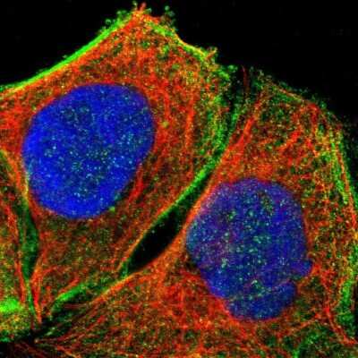 Immunocytochemistry/ Immunofluorescence: DHRSX Antibody [NBP1-85219]