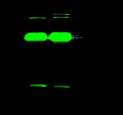 Immunoprecipitation: DHTKD1 Antibody [NBP2-99197]