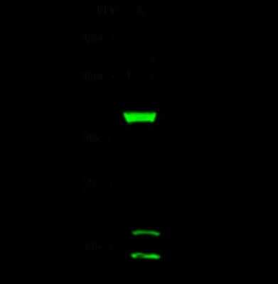Western Blot: DHTKD1 Antibody [NBP2-99197]