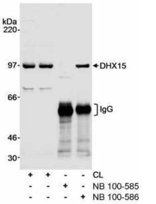 Western Blot: DHX15 Antibody [NB100-585]