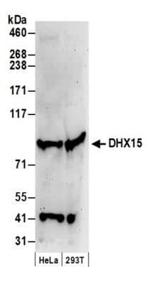 Western Blot: DHX15 Antibody [NB100-586]