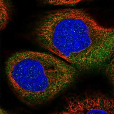 Immunocytochemistry/ Immunofluorescence: DHX29 Antibody [NBP1-85271]