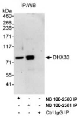 Immunoprecipitation: DHX33 Antibody [NB100-2580]
