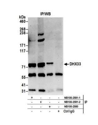 Immunoprecipitation: DHX33 Antibody [NB100-2581]