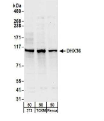 Western Blot: DHX36 Antibody [NB200-353]