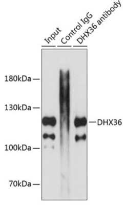 Western Blot: DHX36 AntibodyBSA Free [NBP2-92933]