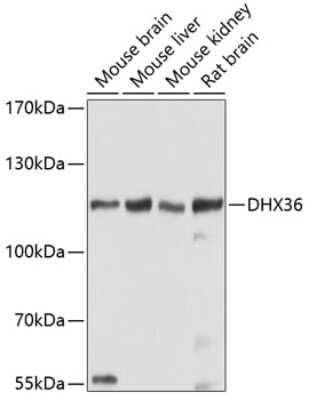 Western Blot: DHX36 AntibodyBSA Free [NBP2-92933]
