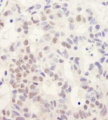 Immunohistochemistry-Paraffin: DHX38 Antibody [NB110-40583]