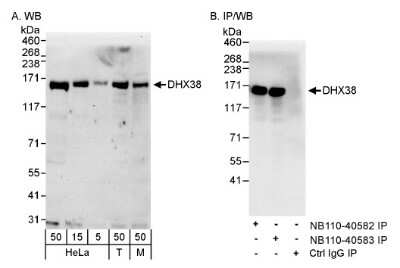 Western Blot: DHX38 Antibody [NB110-40583]