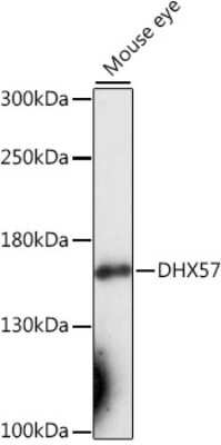 Western Blot: DHX57 AntibodyAzide and BSA Free [NBP2-92329]