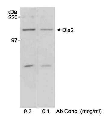 Western Blot: DIAPH-2 Antibody [NB600-280]