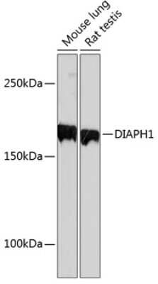 Western Blot: DIAPH1 Antibody (6N10D0) [NBP3-15410]