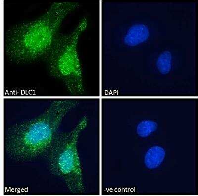 Immunofluorescence: DLC1 Antibody - Isoform 1 and 3 [NB300-917]
