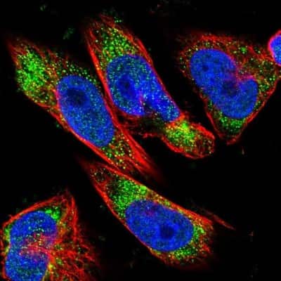 Immunocytochemistry/ Immunofluorescence: DLC1 Antibody [NBP1-88824]