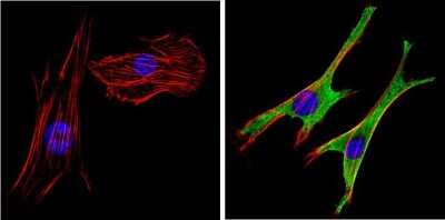 Immunocytochemistry/ Immunofluorescence: DLG1 Antibody [NB600-1229]