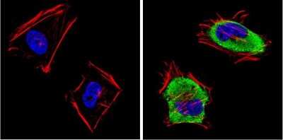 Immunocytochemistry/ Immunofluorescence: DLG1 Antibody [NB600-1229]