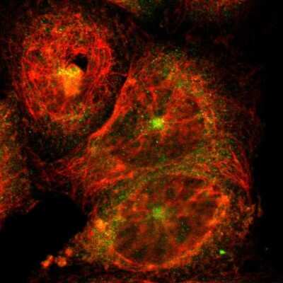 Immunocytochemistry/ Immunofluorescence: DLG7/HURP Antibody [NBP1-87976]