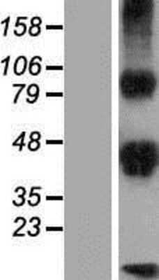 Western Blot: DLK2/EGFL9 Overexpression Lysate [NBP2-04534]
