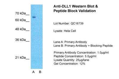 Western Blot: DLL1 Antibody [NBP1-59217]