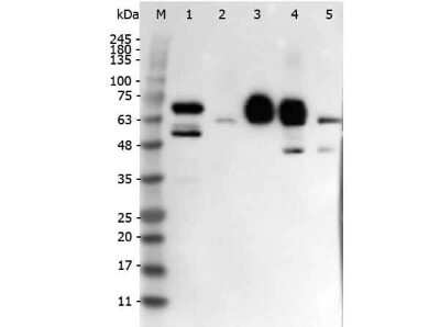 Western Blot: DLL4 Antibody [NB600-892]