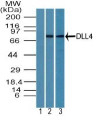 Western Blot: DLL4 Antibody [NBP2-27407]