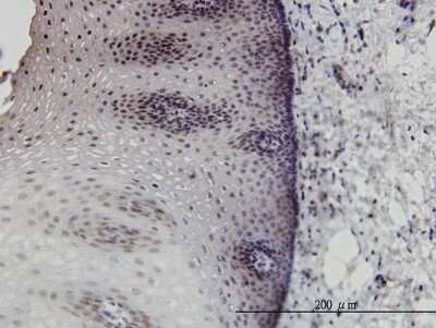 Immunohistochemistry-Paraffin: DLX2 Antibody (2C8) [H00001746-M06]