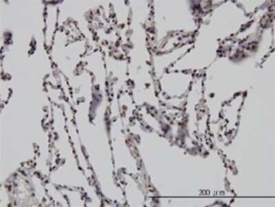 Immunohistochemistry-Paraffin: DLX2 Antibody (4B9) [H00001746-M02]