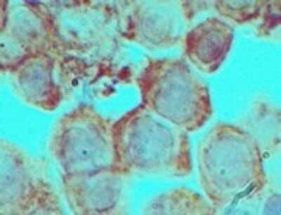 Immunohistochemistry-Paraffin: DLX3 Antibody [NBP2-24646]