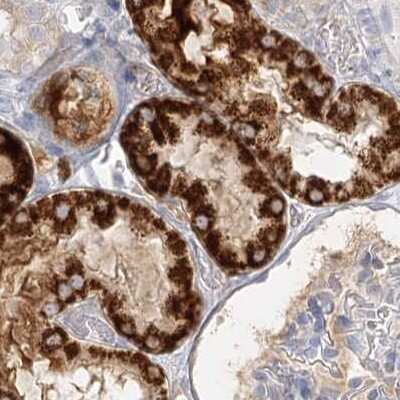 Immunohistochemistry-Paraffin: DMGDH Antibody [NBP2-32666]