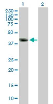 Western Blot: DMRT1 Antibody [H00001761-B01P]