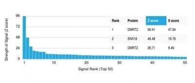 Protein Array: DMRT2 Antibody (PCRP-DMRT2-1B11) [NBP3-13840]