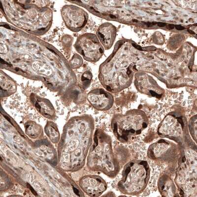 Immunohistochemistry-Paraffin: DMXL1 Antibody [NBP1-90998]