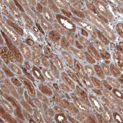 Immunohistochemistry-Paraffin: DMXL1 Antibody [NBP1-90998]