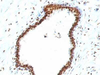 Immunohistochemistry-Paraffin: DNA Antibody (121-3) [NBP2-45197]