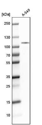 Western Blot: DNA Ligase III Antibody [NBP1-87720]