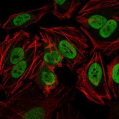 Immunocytochemistry/ Immunofluorescence: DNA-PKcs Antibody (3H6) - BSA Free [NBP2-22128]