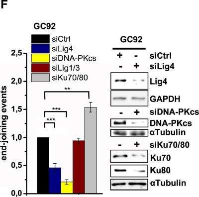Knockdown Validated: DNA-PKcs Antibody [NB100-658]