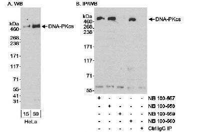 Western Blot: DNA-PKcs Antibody [NB100-658]