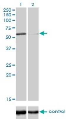 Western Blot: DNA Polymerase Kappa Antibody (6F2) [H00051426-M01]