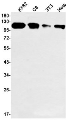 Western Blot: DNA Polymerase delta, catalytic subunit Antibody (S05-3H1) [NBP3-19932]