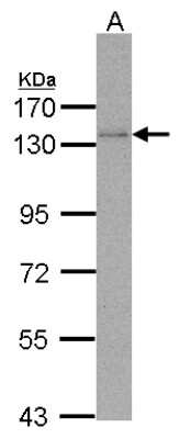 Western Blot: DNA Polymerase delta, catalytic subunit Antibody [NBP1-31541]